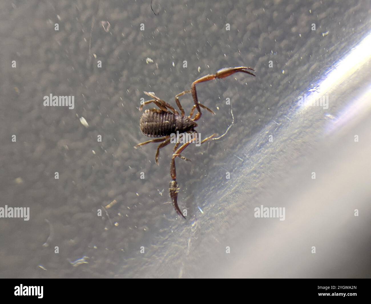 Casa Pseudoscorpion (Chelifer cancroides) Foto Stock