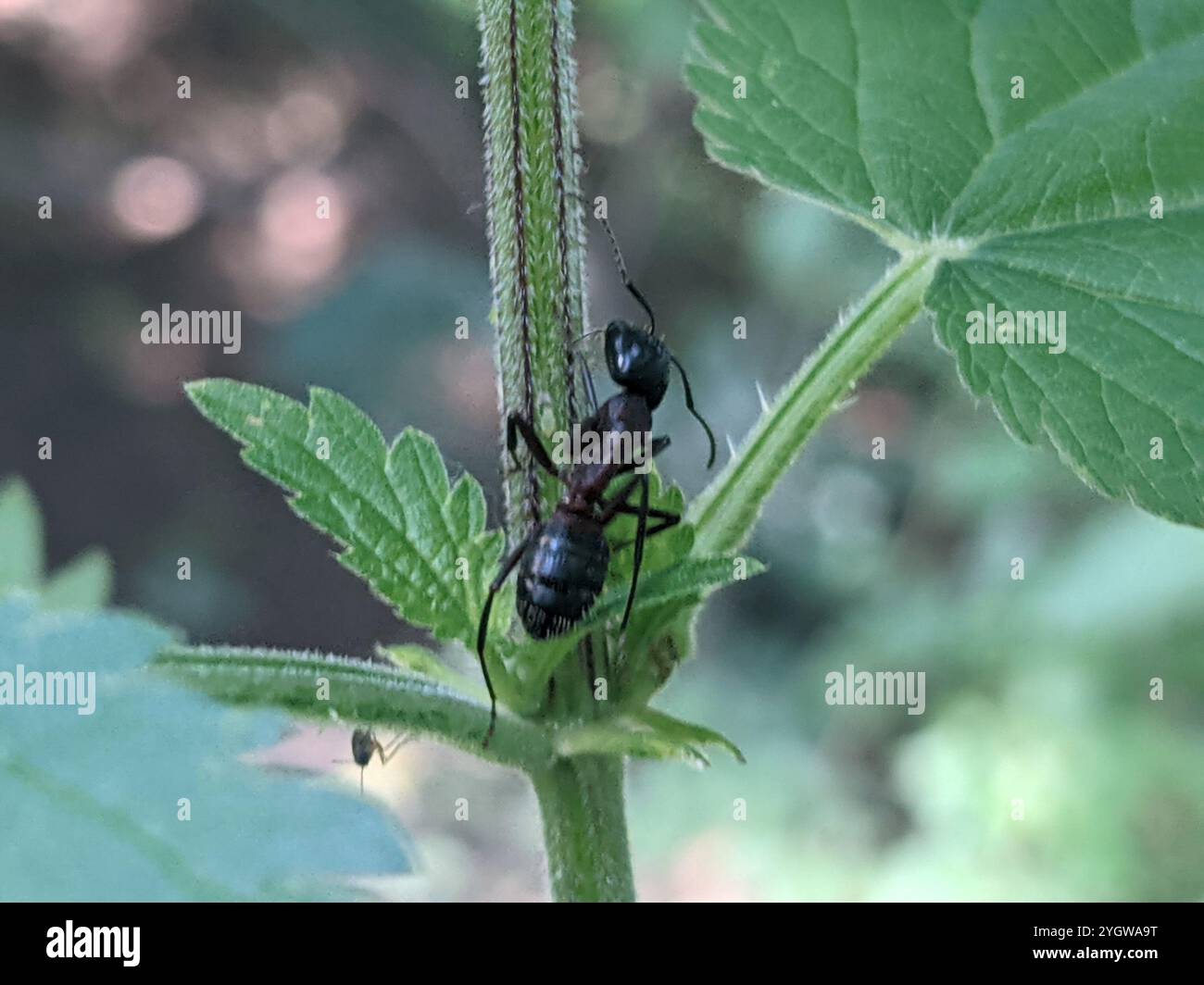 Formica da falegname marrone-nero (Camponotus ligniperda) Foto Stock
