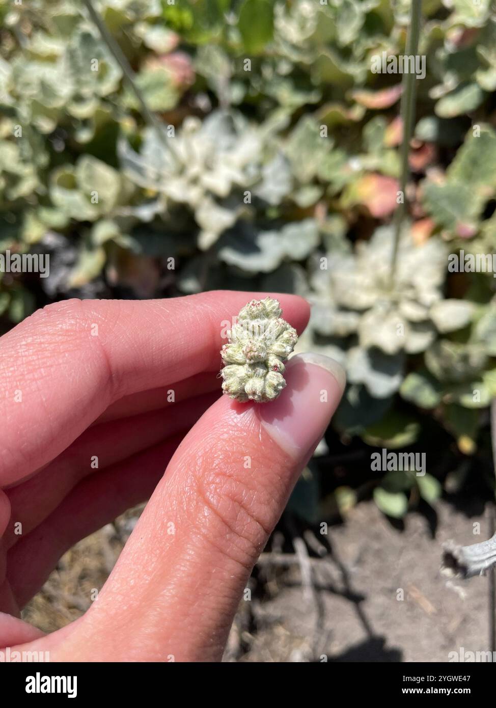 Grano saraceno (Eriogonum latifolium) Foto Stock