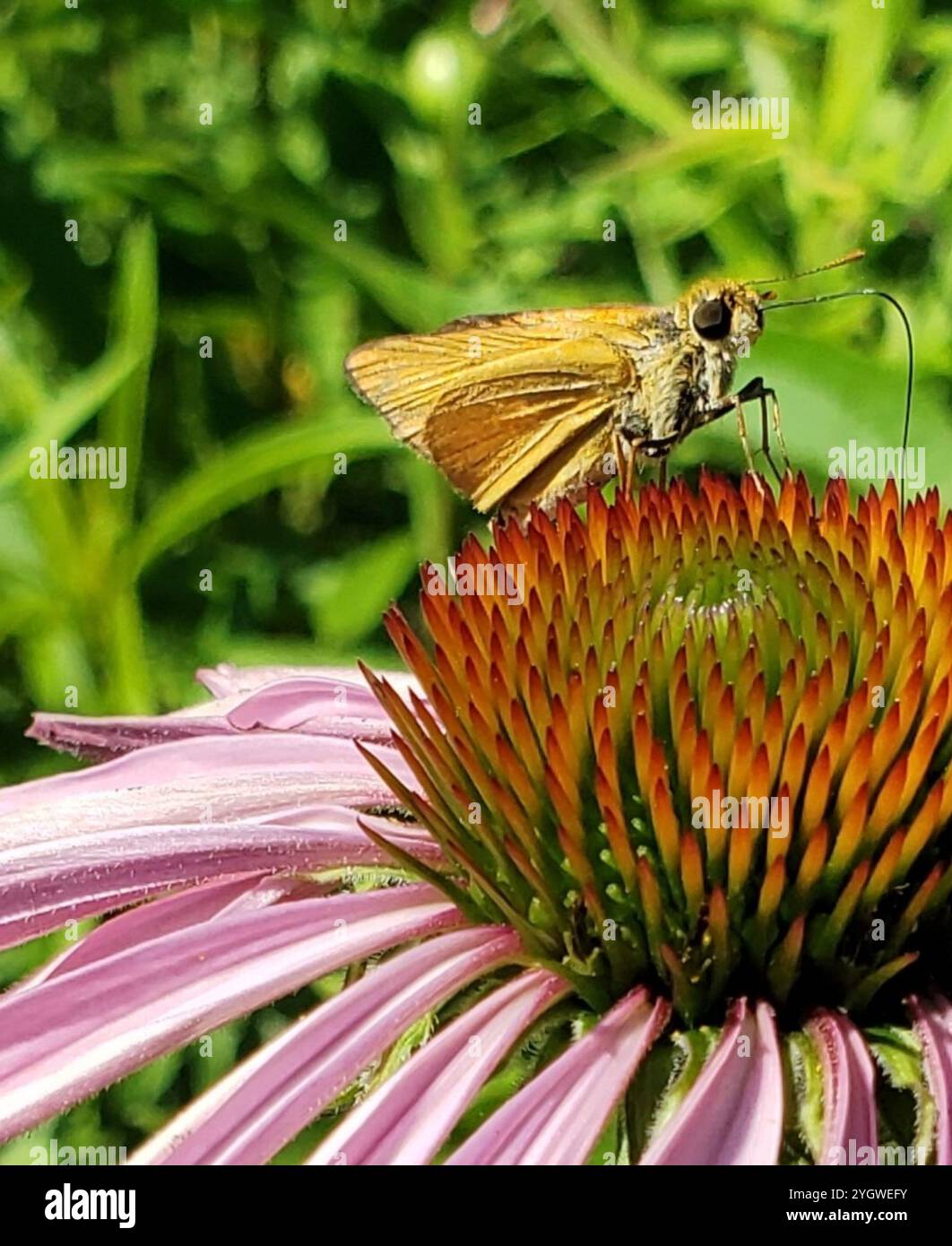 Skipper Delaware (logan Anatrytone) Foto Stock