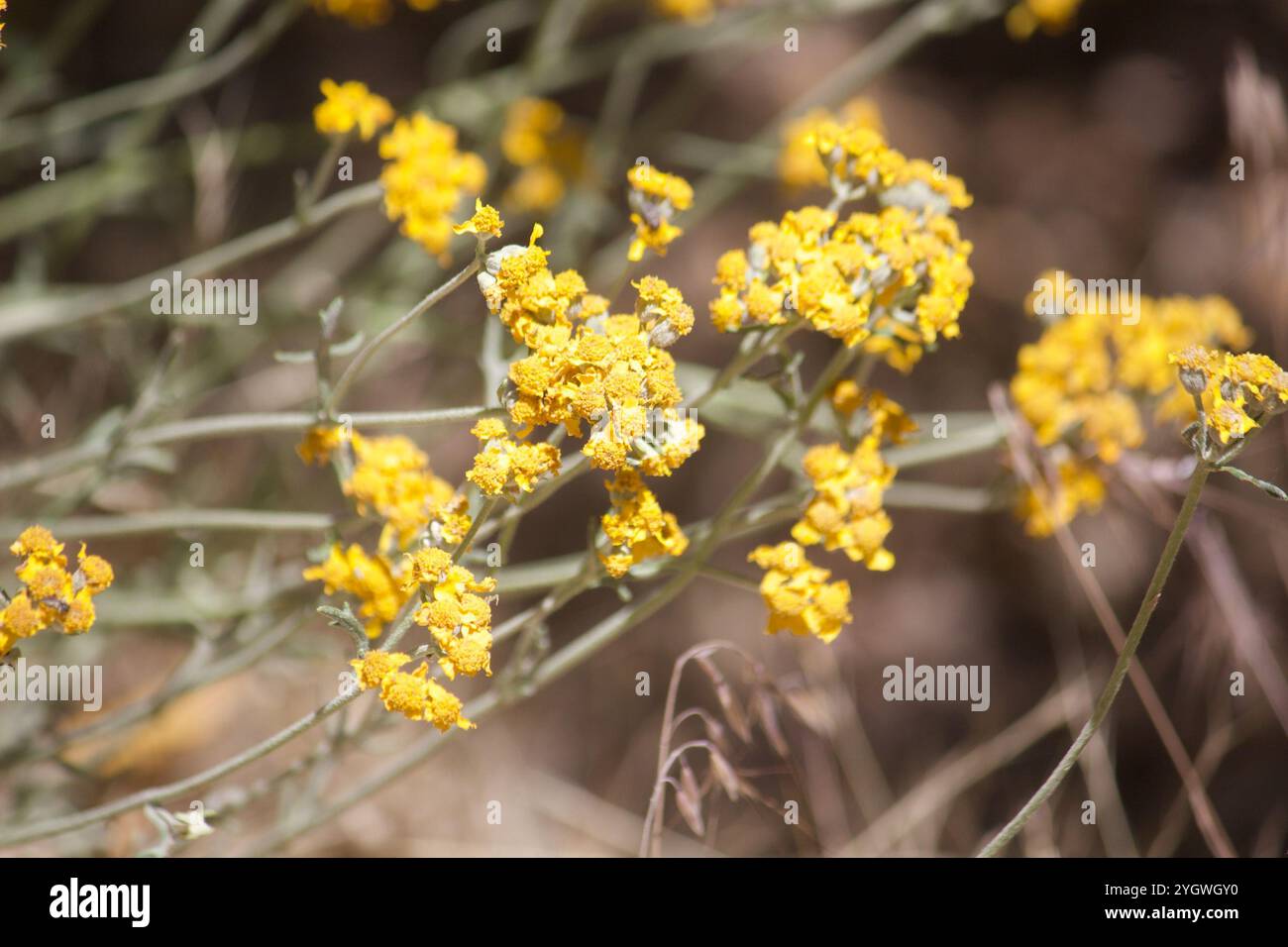 Yarrow d'oro (Eriophyllum confertiflorum) Foto Stock