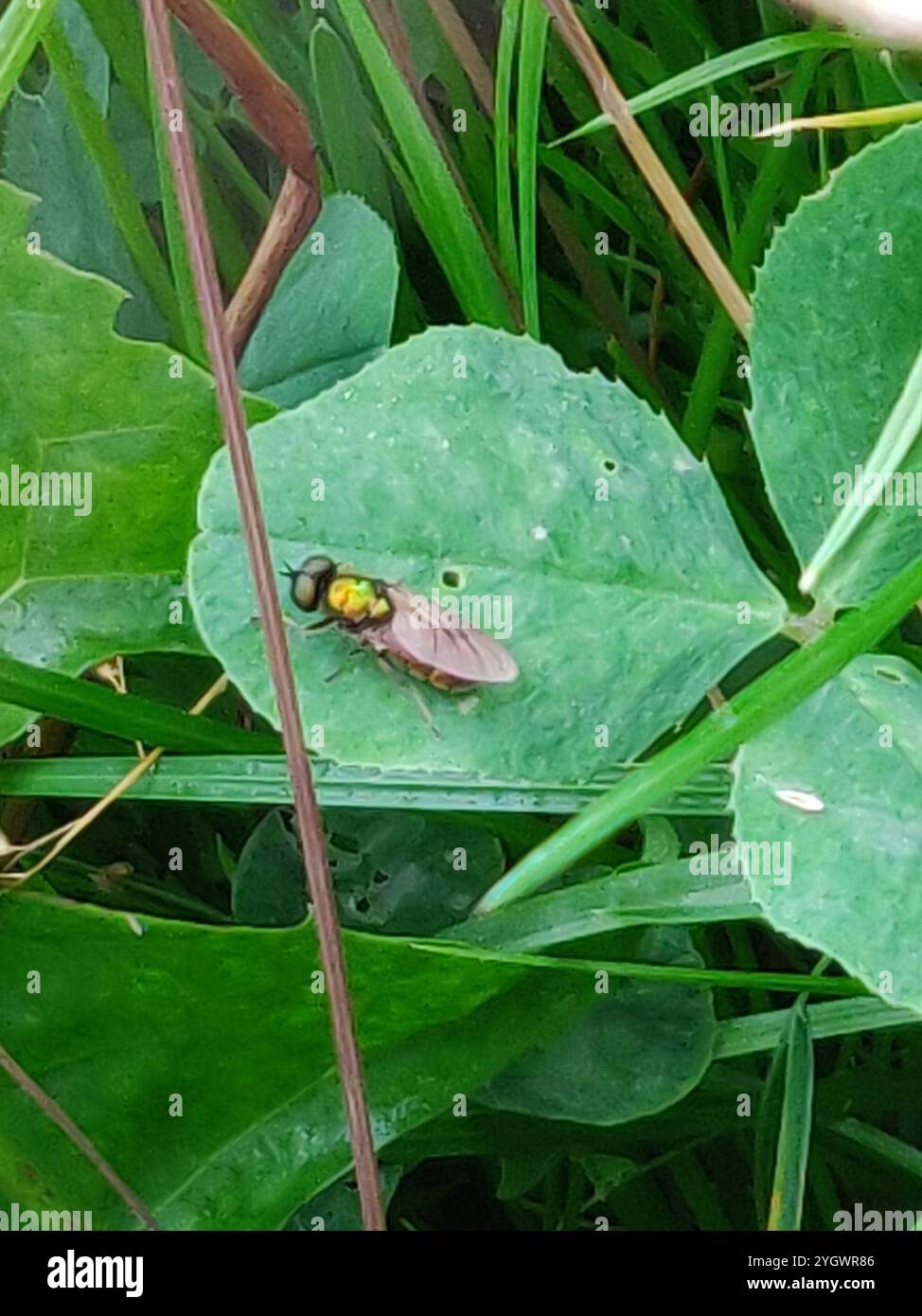 Ampia Centurion Fly (Chloromyia formosa) Foto Stock