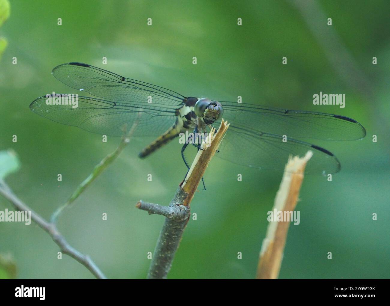 Chasers e King Skimmers (Libellula) Foto Stock