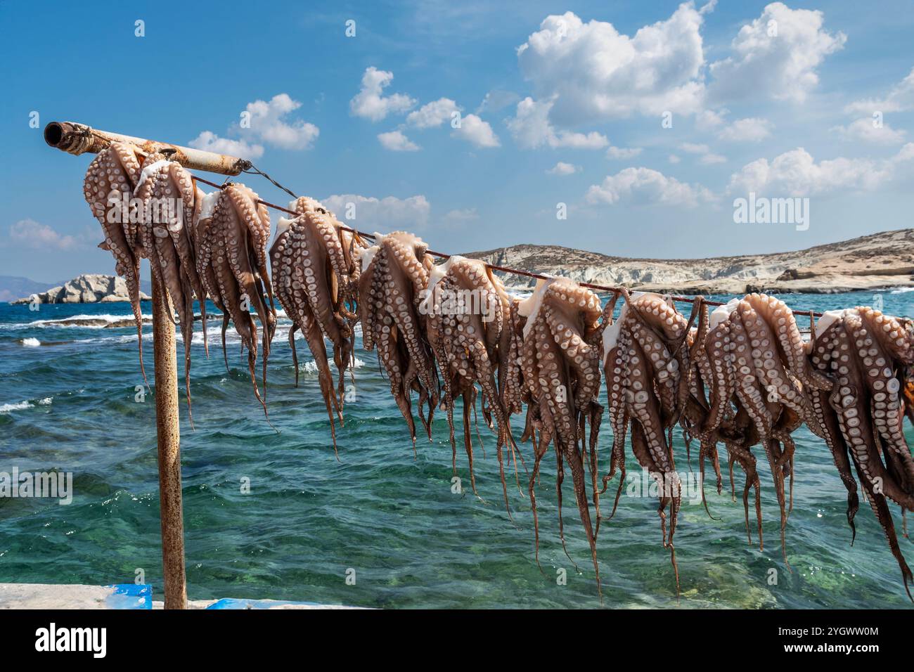 Polpo appena pescato, isola di Milos, Grecia. Foto Stock