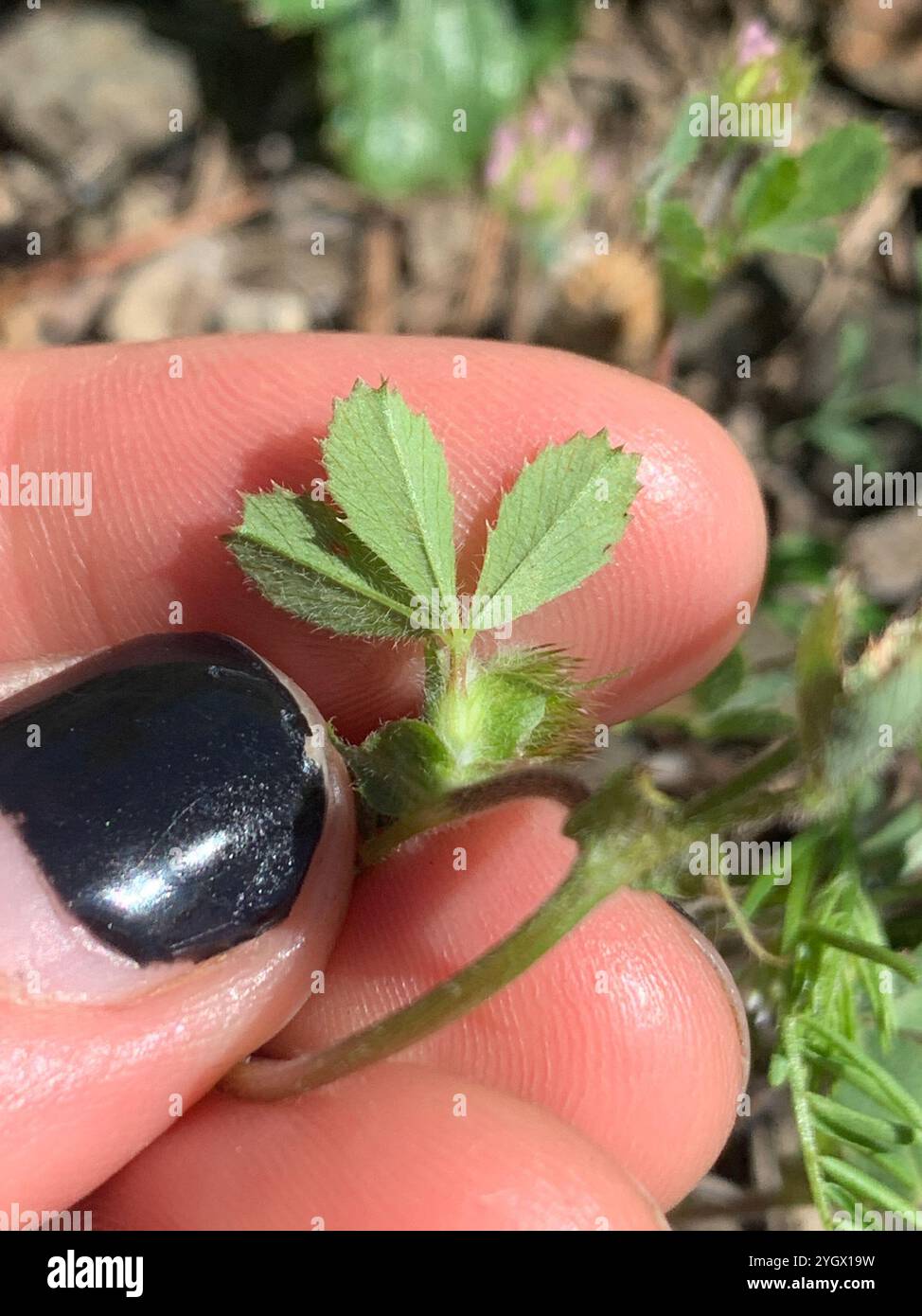 Trifoglio a testa piccola (Trifolium microcephalum) Foto Stock