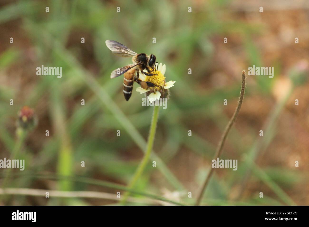 Giant Honey Bee (Apis dorsata) Foto Stock