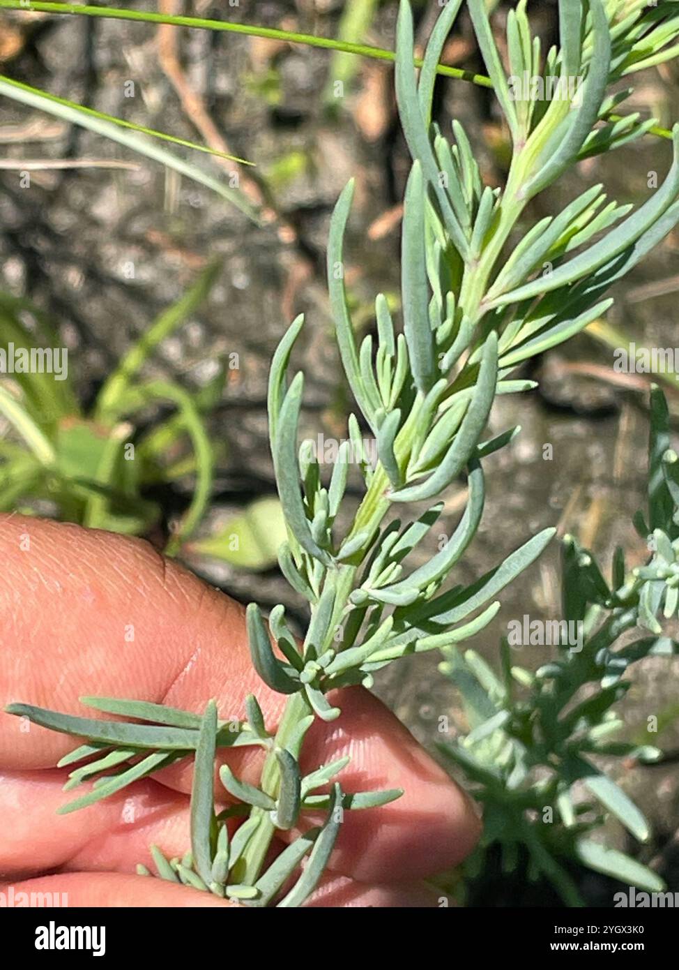 Alghe erbacee (Suaeda maritima) Foto Stock