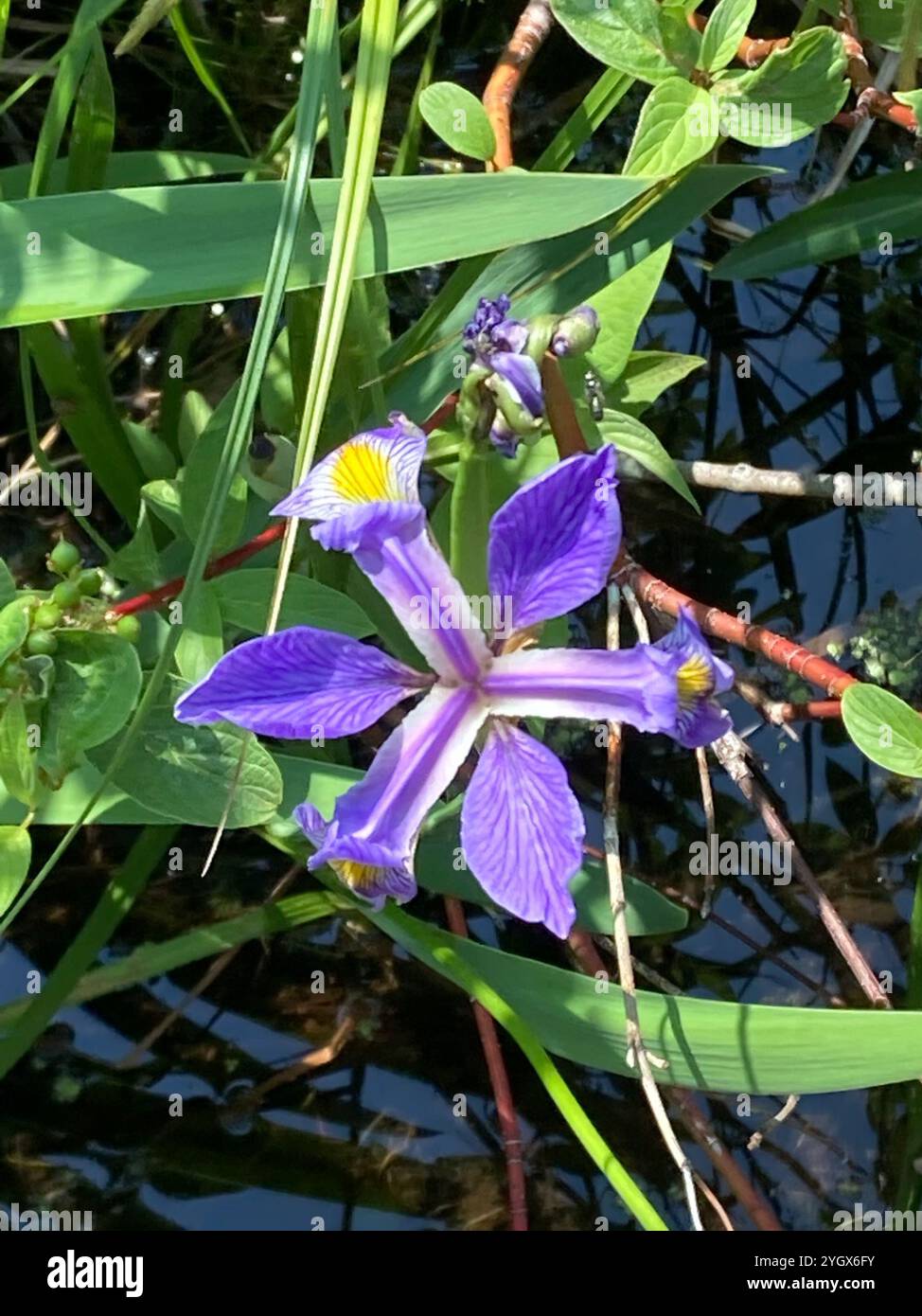 Bandiera blu meridionale (Iris virginica) Foto Stock