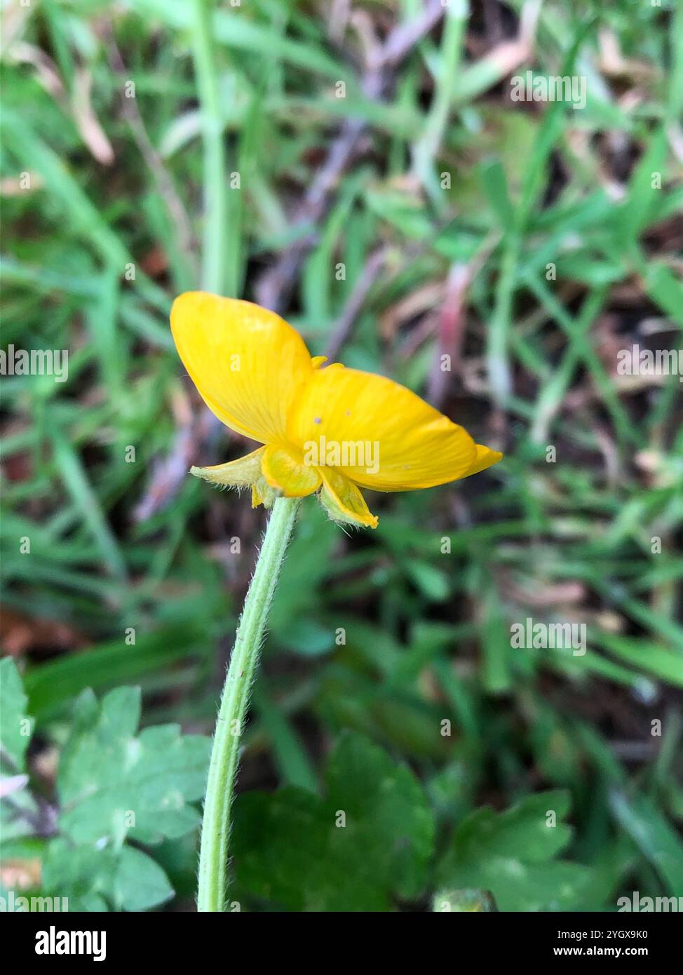 Tara liscia (Vicia tetrasperma) Foto Stock