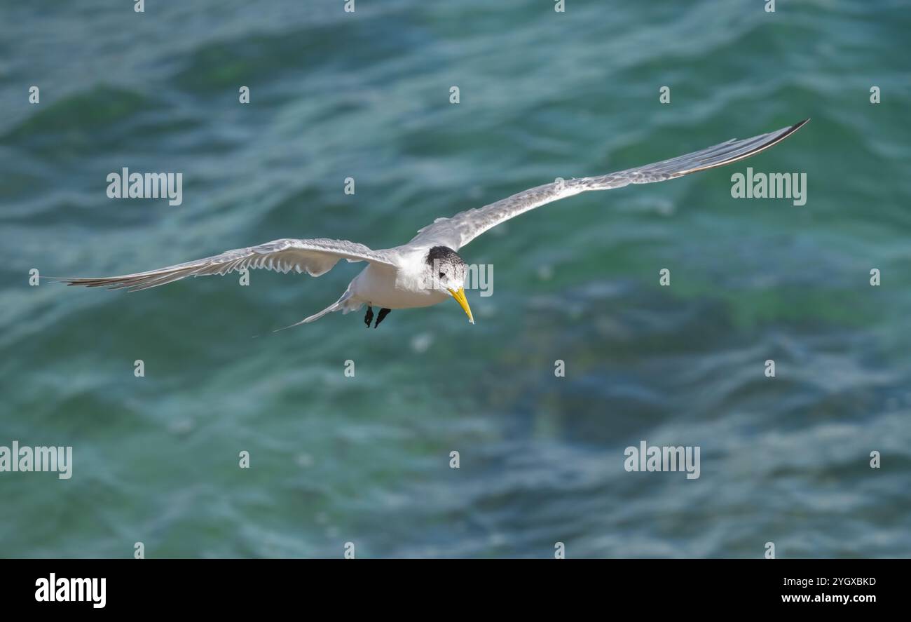 Tern crestato (Thalasseus bergii) Una grande ed elegante terna con un lungo becco giallo limone in volo alla ricerca di una cattura di piccoli pesci. Foto Stock