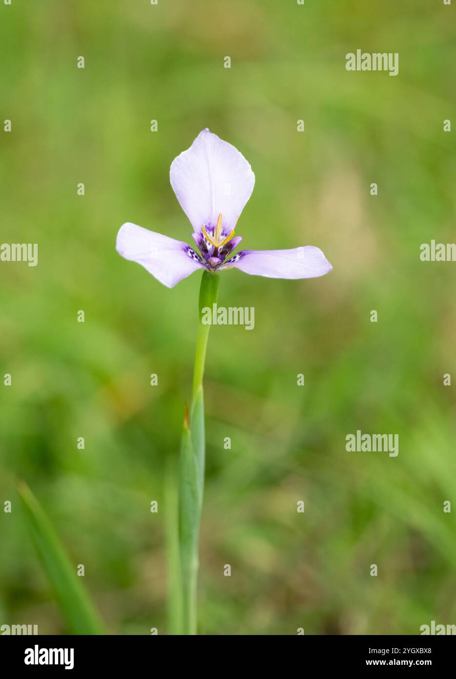 Herbertia lahue (Molina) Goldblatt. È un piccolo genere di piante erbacee, perenni e bulbose della famiglia Iris (Iridaceae). trovato che cresce selvaggio in Foto Stock