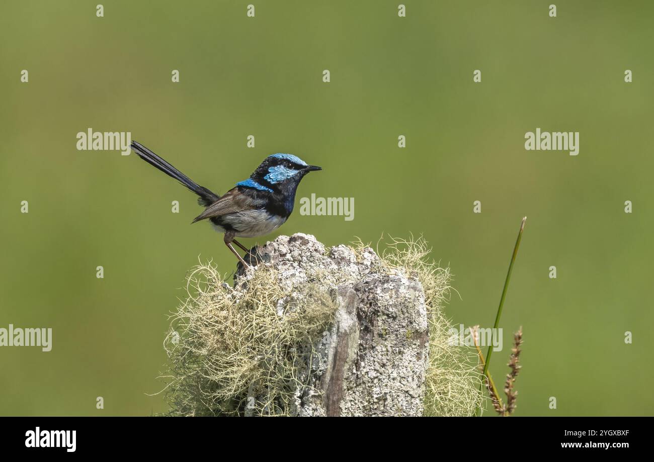 Superb Fairy wren ( Malurus Splendens ) wren di colore blu arroccato su un palo di legno ricoperto di licheni, sfondo verde isolato con spazio per copiare. Foto Stock