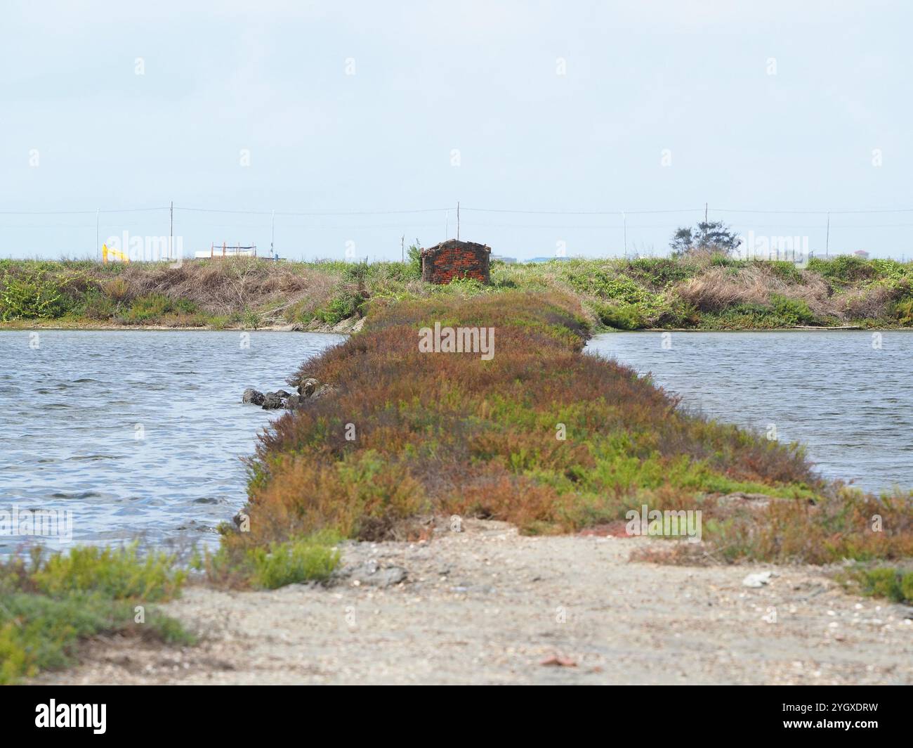 Alghe erbacee (Suaeda maritima) Foto Stock