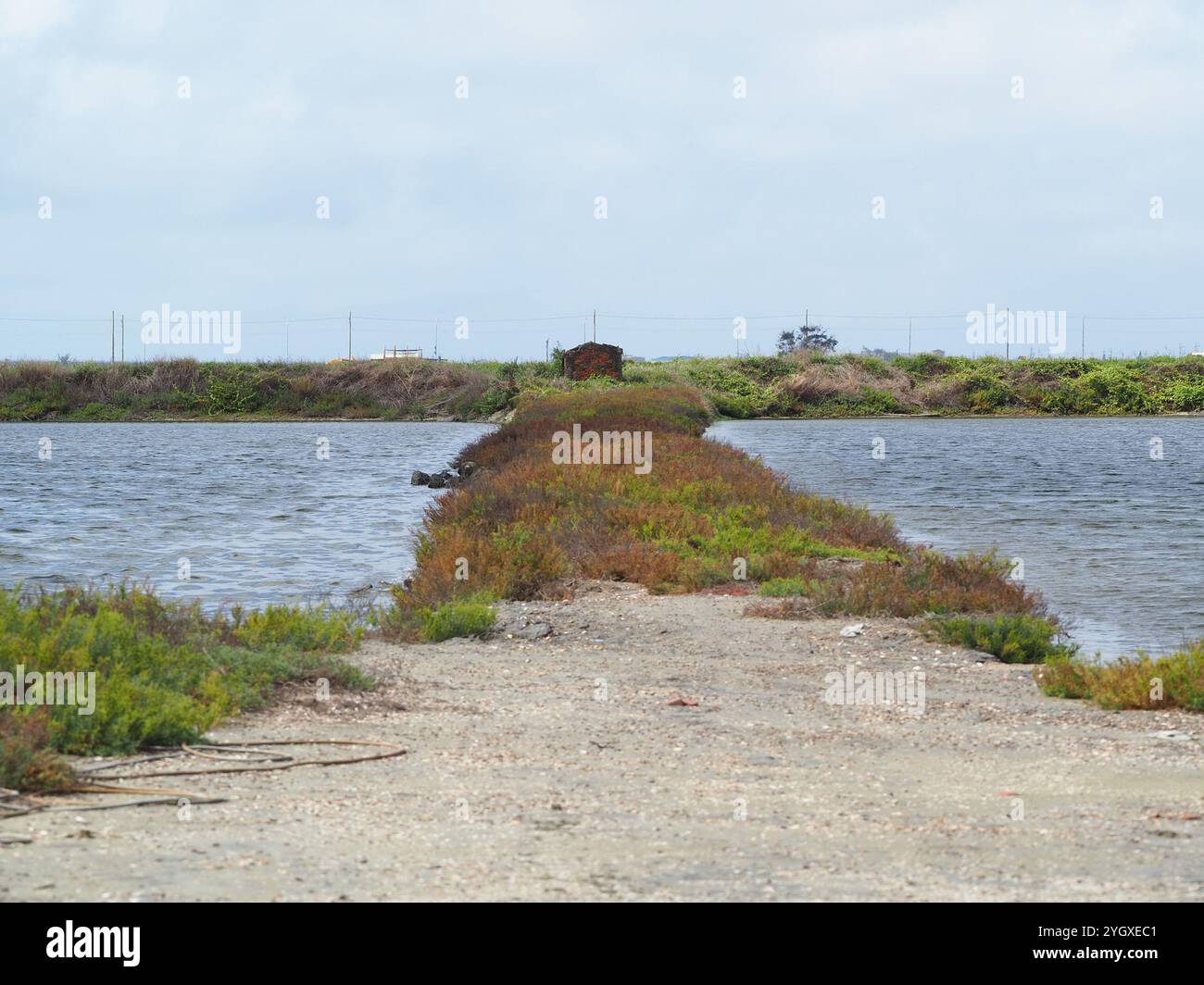 Alghe erbacee (Suaeda maritima) Foto Stock