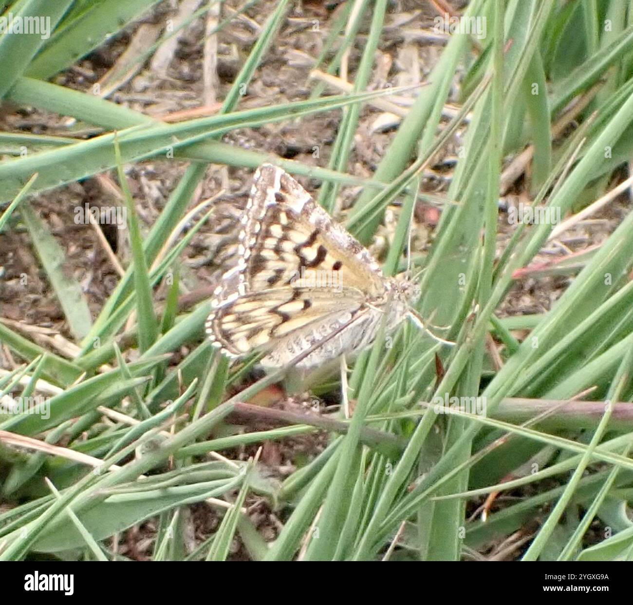 Madre Shipton (Callistege mi) Foto Stock