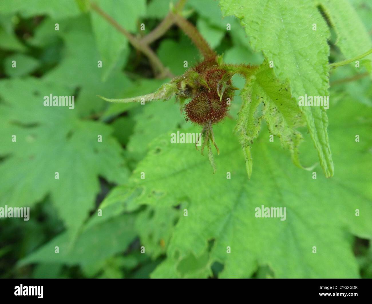 Lampone a fiore viola (Rubus odoratus) Foto Stock