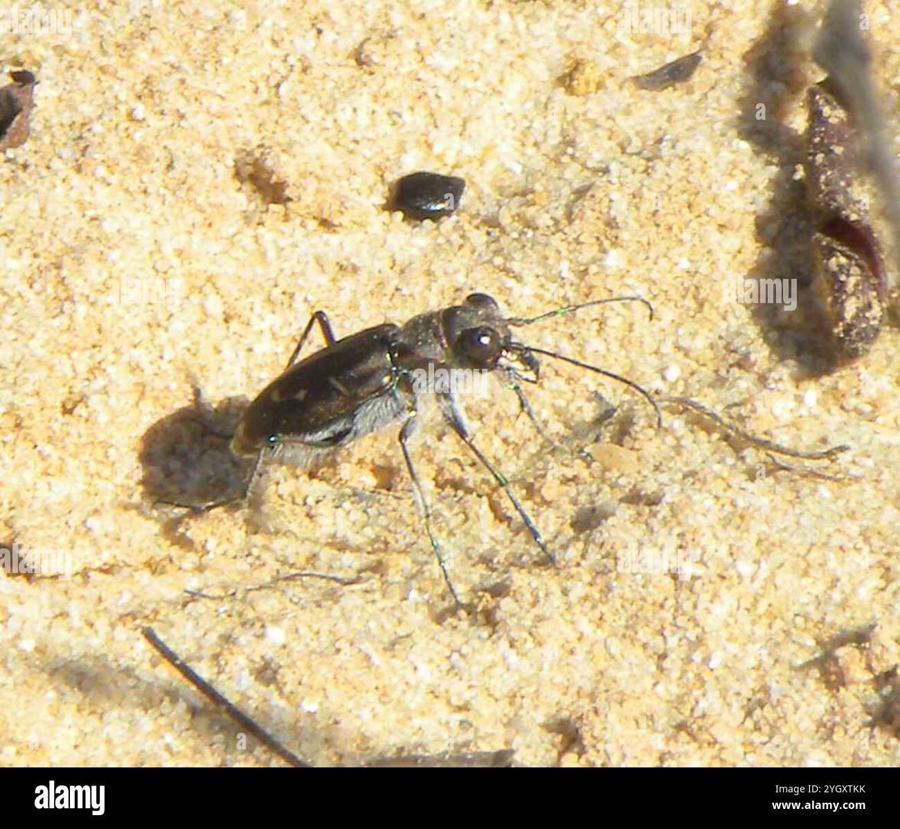 Tiger Beetle con linee oblique (Cicindela tranquebarica) Foto Stock