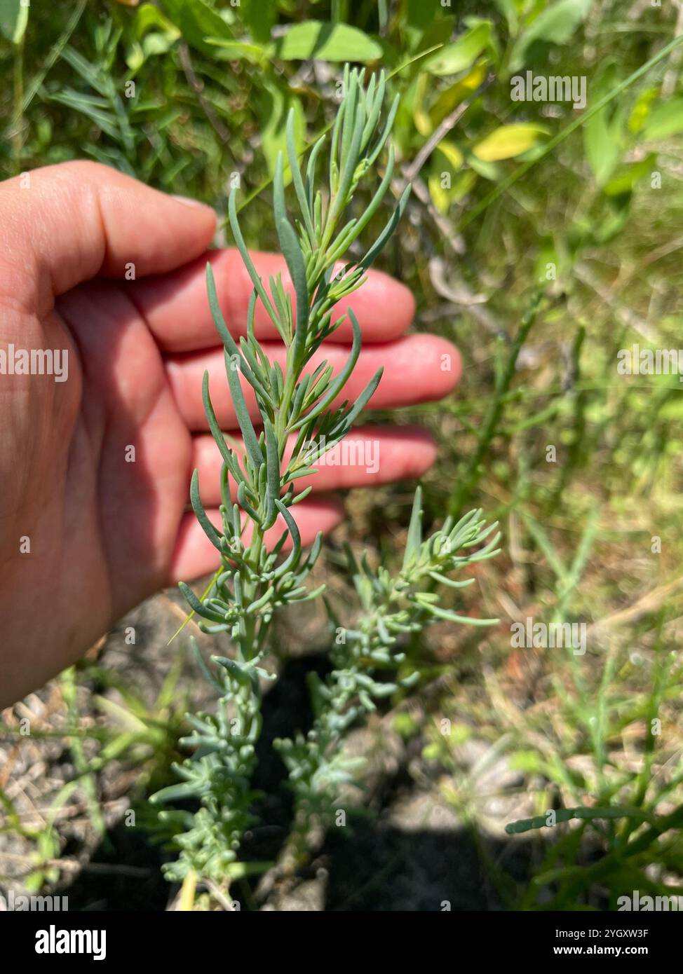 Alghe erbacee (Suaeda maritima) Foto Stock
