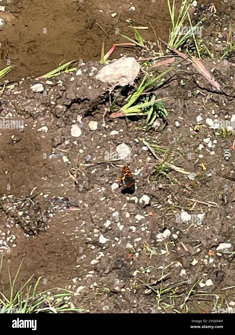 Checkerspot di Hoffmann (Chlosyne hoffmanni) Foto Stock