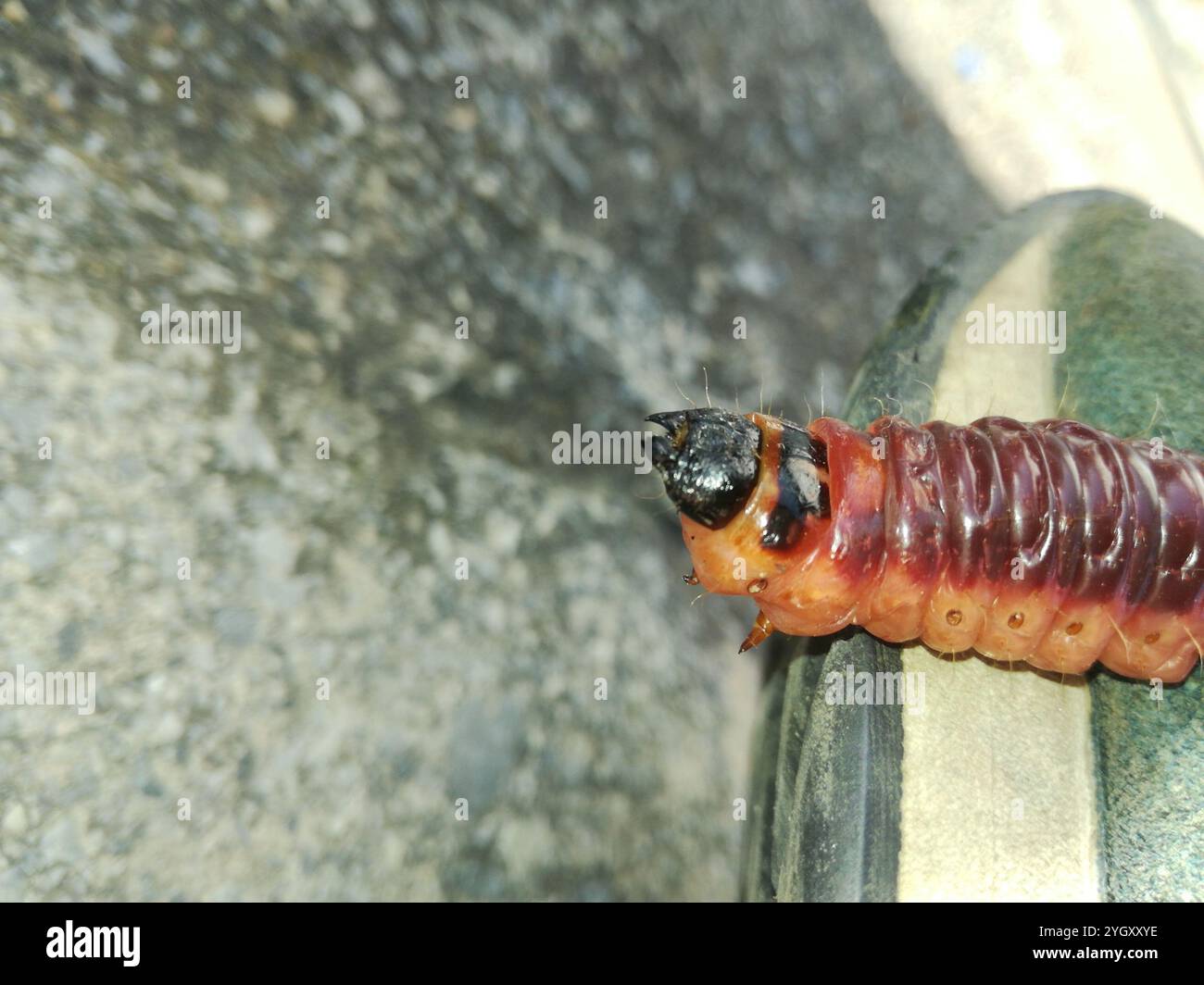 Capra Moth (Cossus cossus) Foto Stock