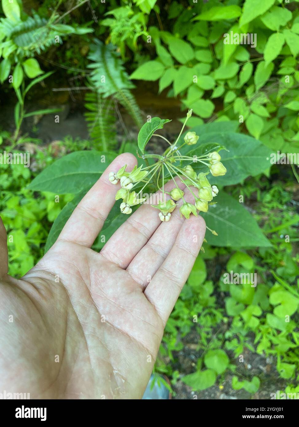 Alghe di latte (Asclepias exaltata) Foto Stock