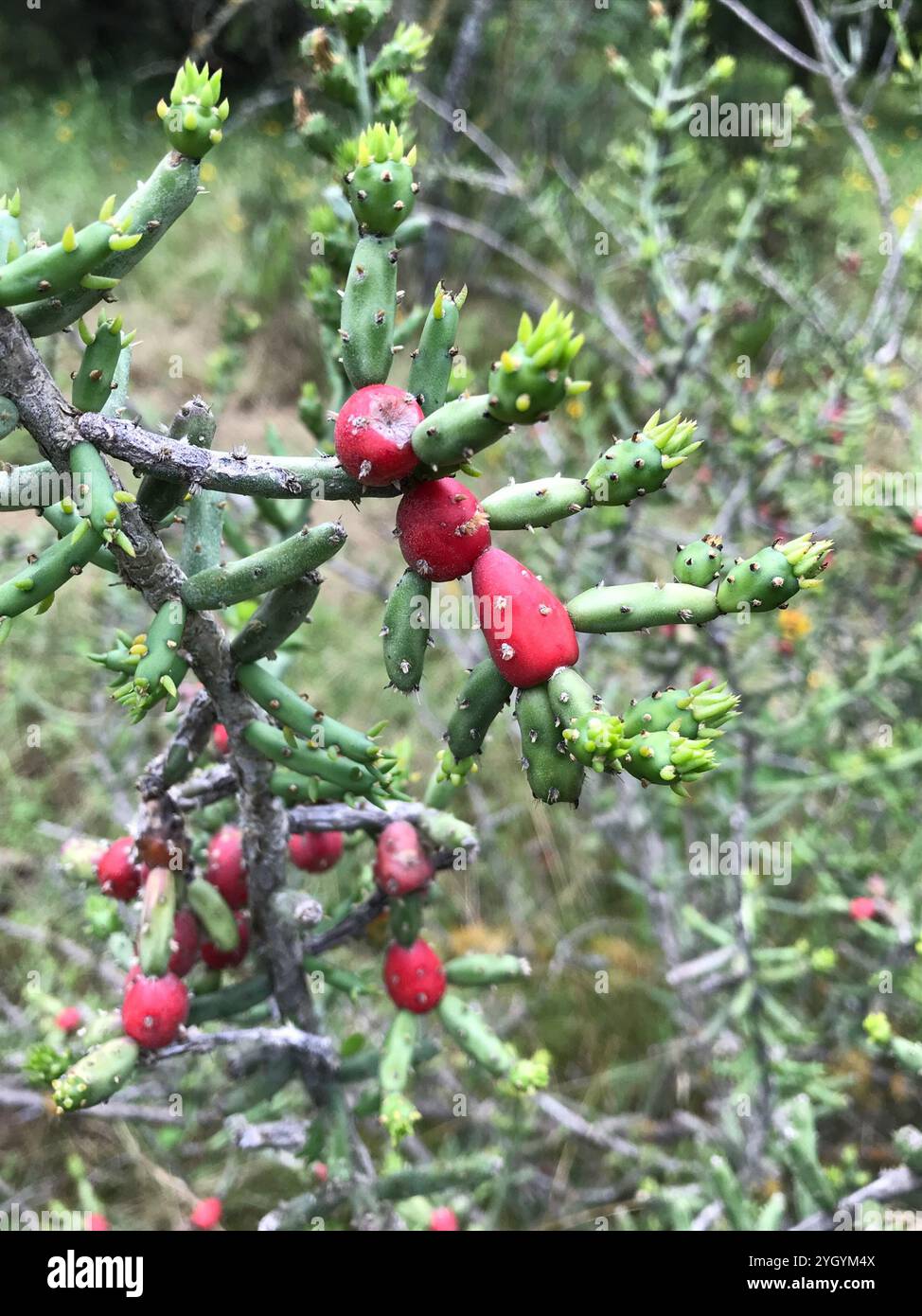 cholla di Natale (Cylindropuntia leptocaulis) Foto Stock