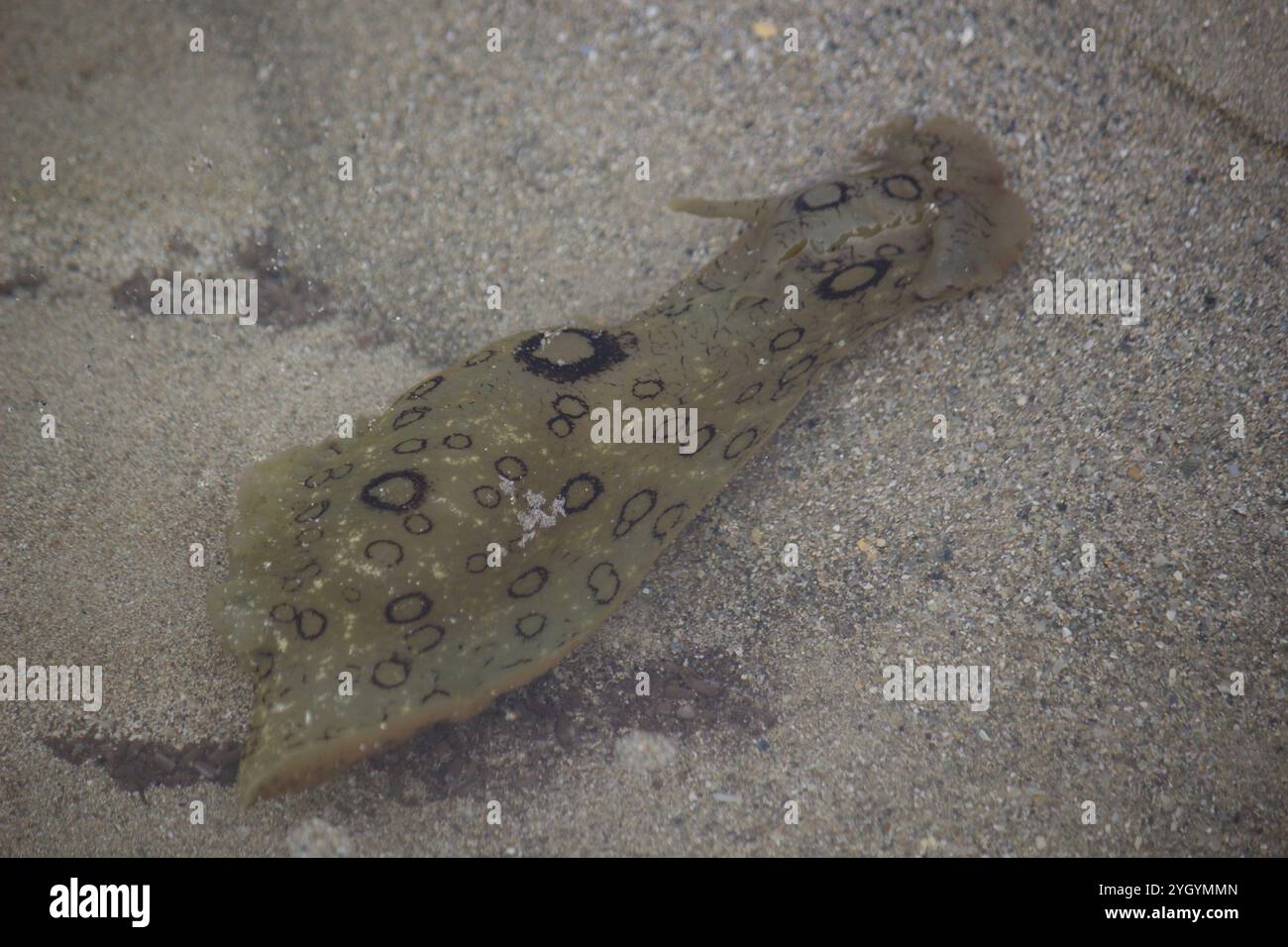 Mare maculato (Aplysia dactylomela) Foto Stock