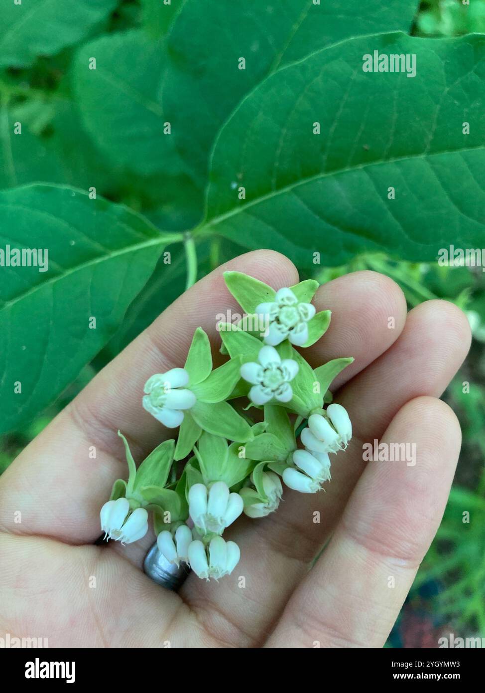 Alghe di latte (Asclepias exaltata) Foto Stock