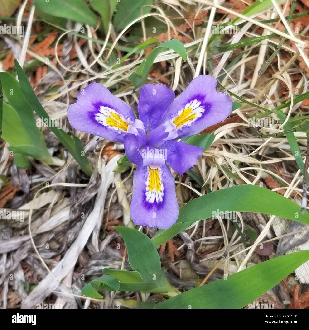 Lago di Nana (Iris Iris lacustris) Foto Stock