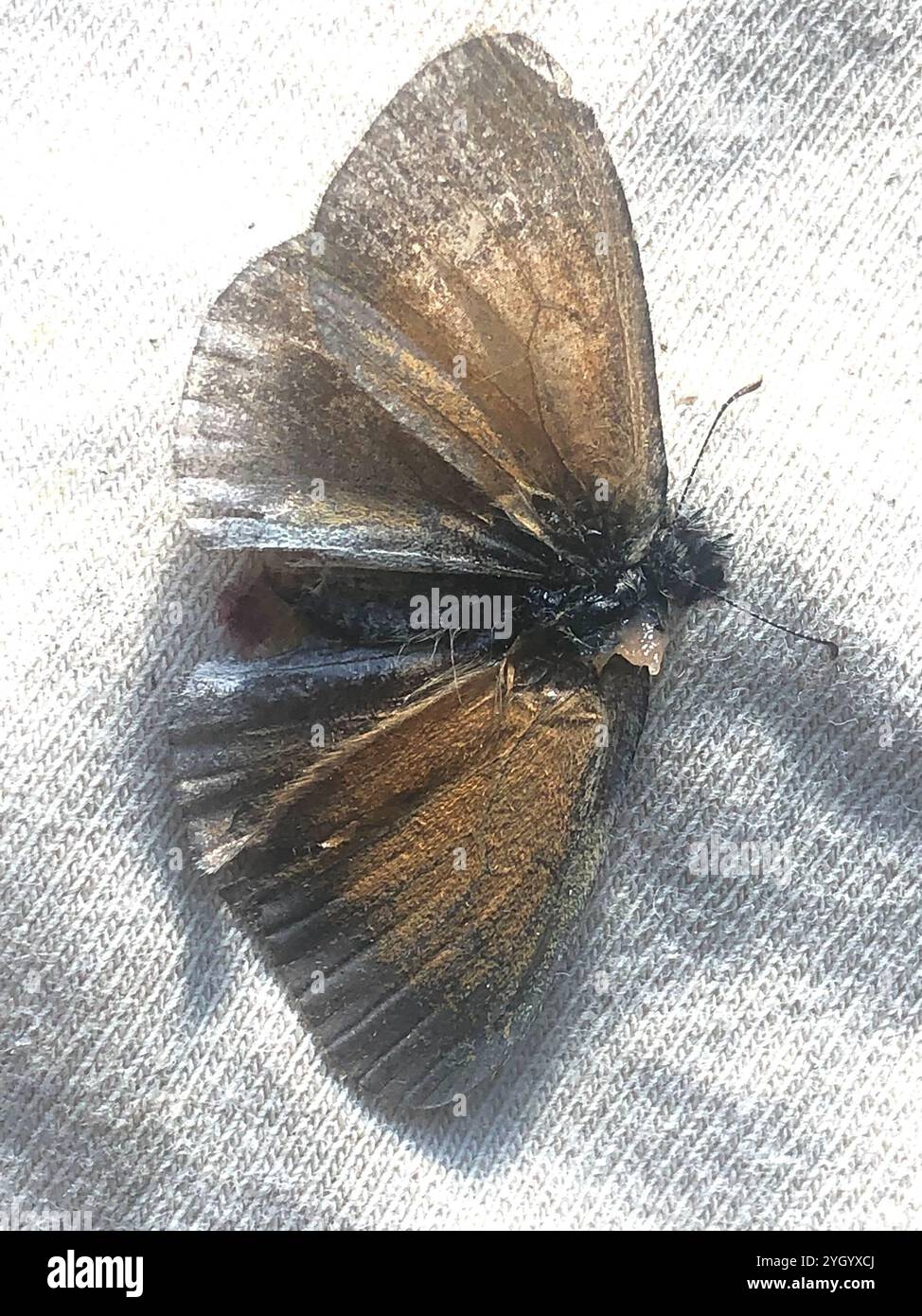 Ringlet comune (Coenonympha california) Foto Stock