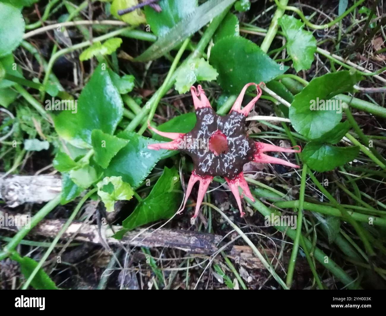 Fungo anemone Stinkhorn (Aseroe rubra) Foto Stock