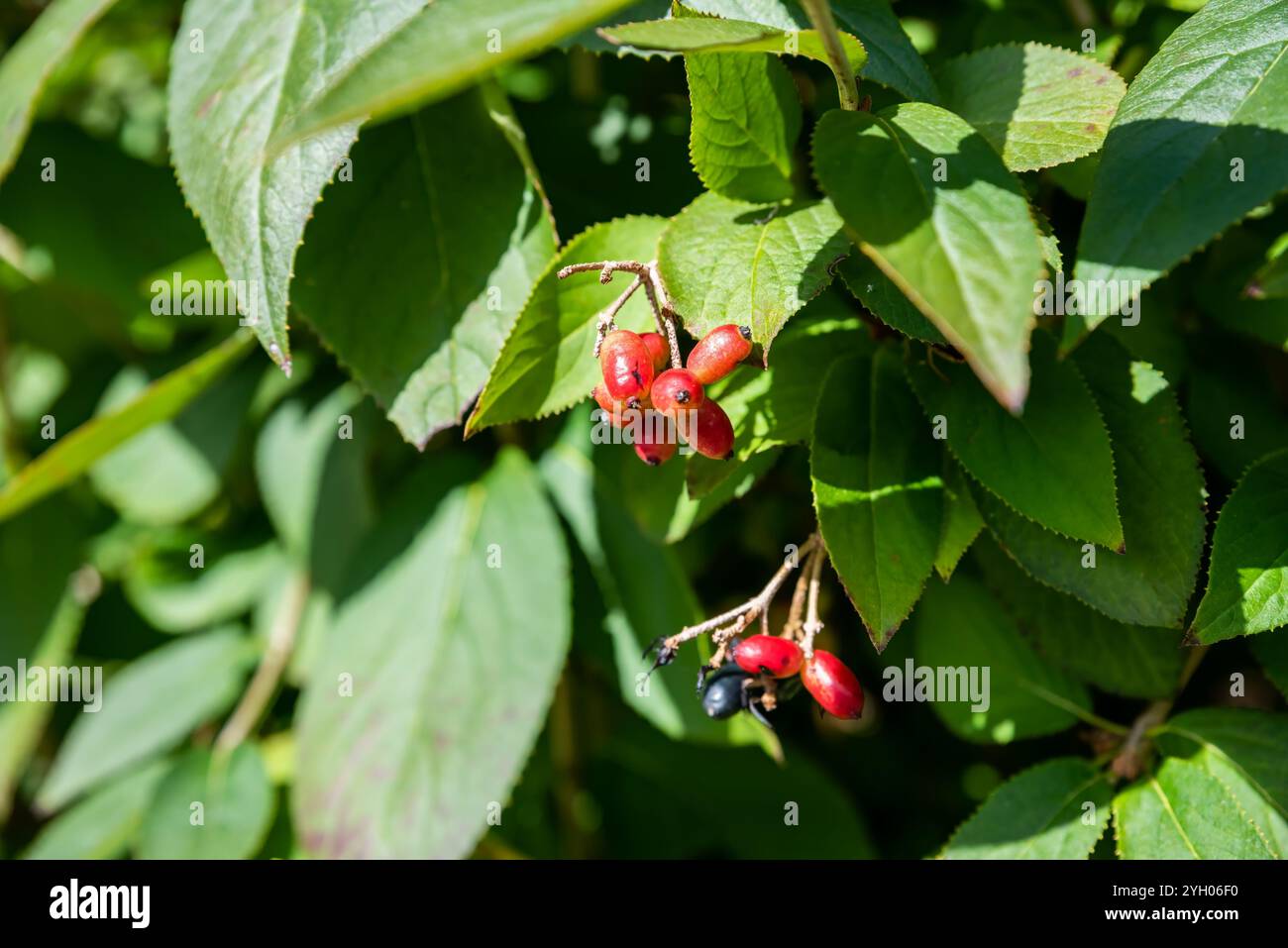 Viburnum burjaeticum bacche crescono in Estremo Oriente russo Foto Stock