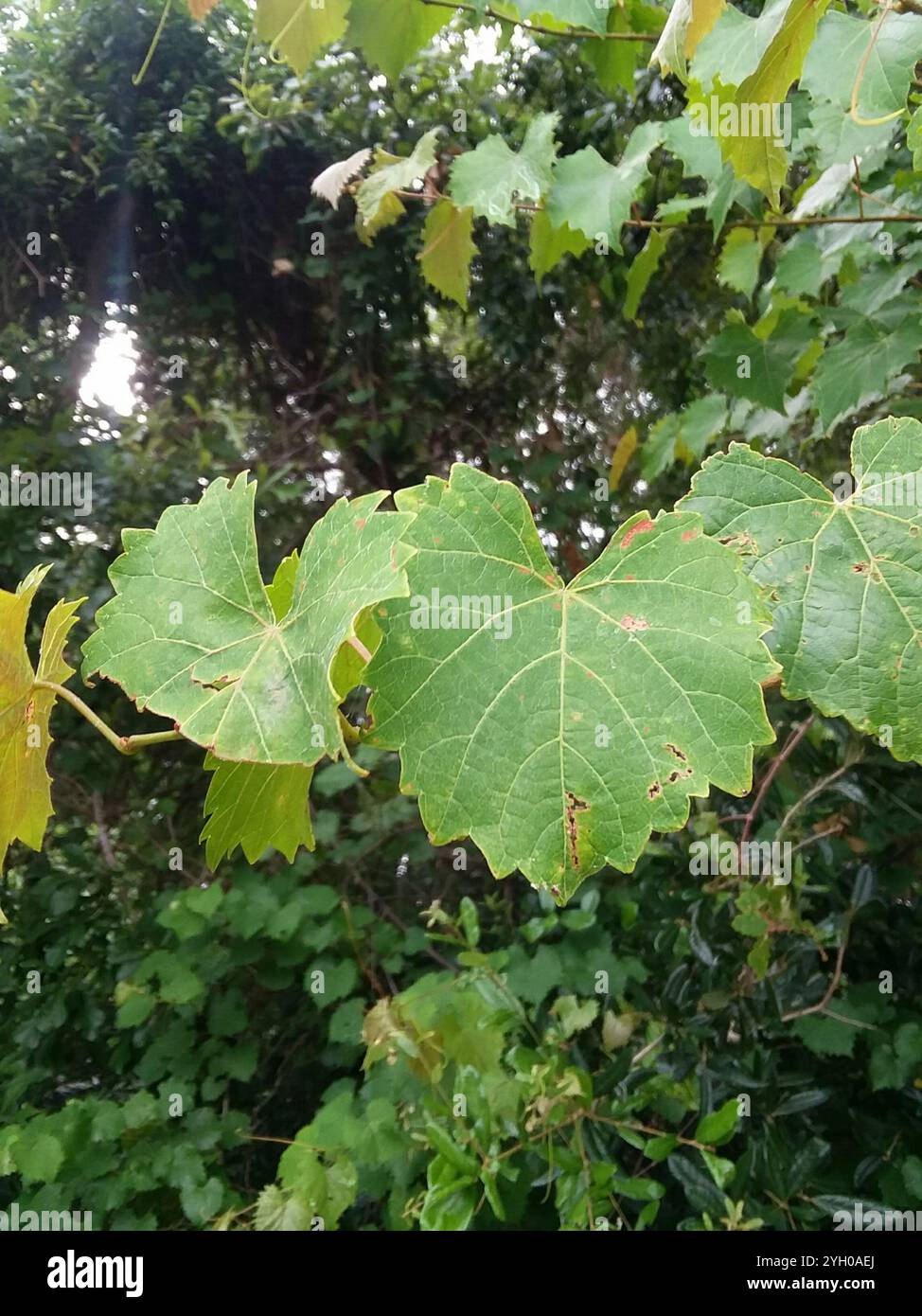 Muscadina (Vitis rotundifolia) Foto Stock