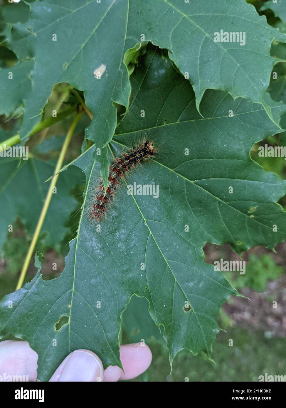 Moth spugnoso (Lymantria dispar) Foto Stock