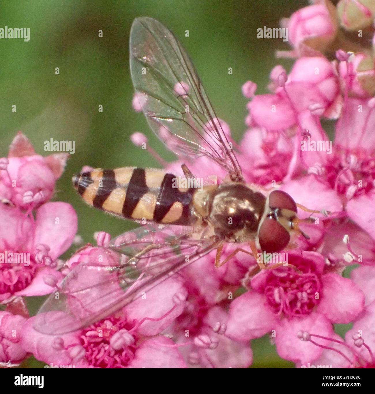 Coda di coda maculata (Meliscaeva auricollis) Foto Stock