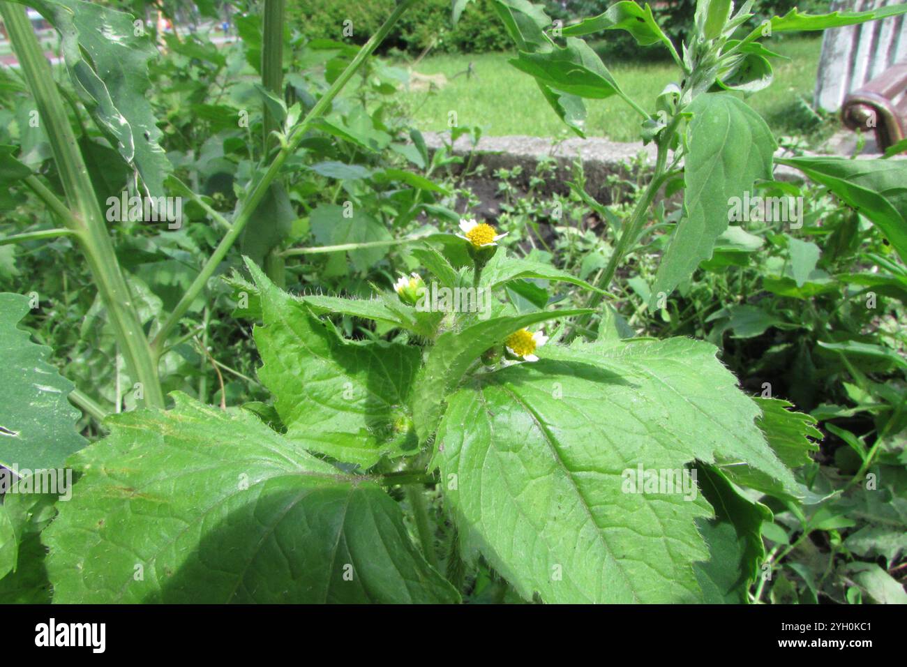 Soldato shaggy (Galinsoga quadriradiata) Foto Stock