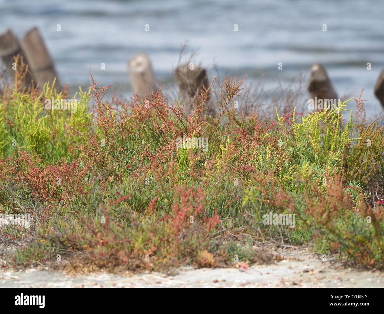 Alghe erbacee (Suaeda maritima) Foto Stock