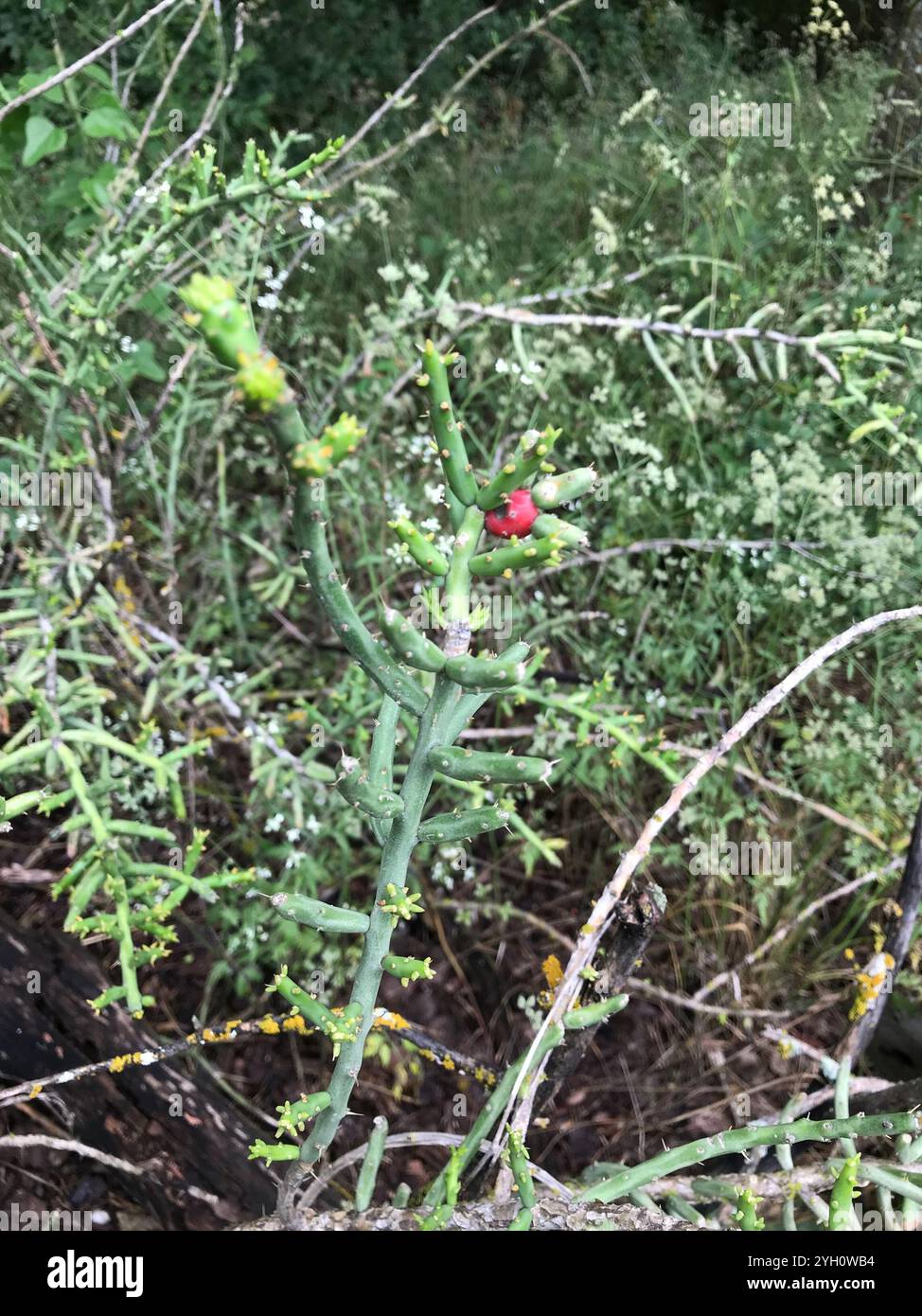 cholla di Natale (Cylindropuntia leptocaulis) Foto Stock