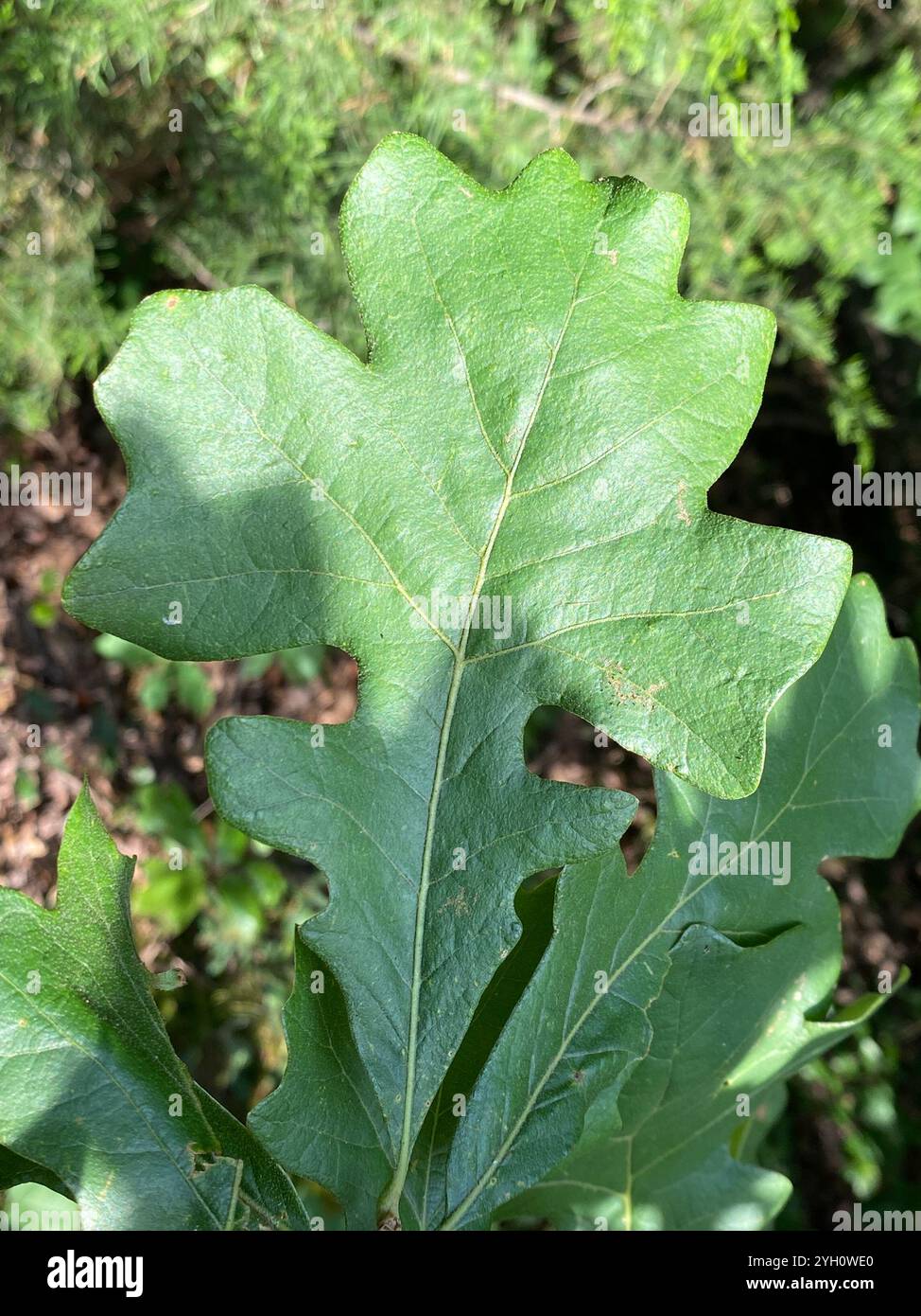 Quercia (Quercus stellata) Foto Stock