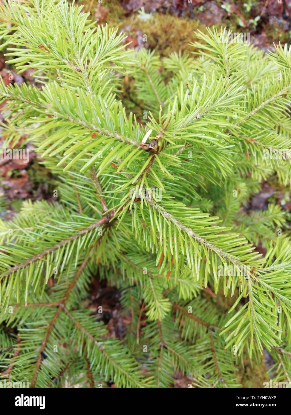 Abete siberiano (Abies sibirica) Foto Stock