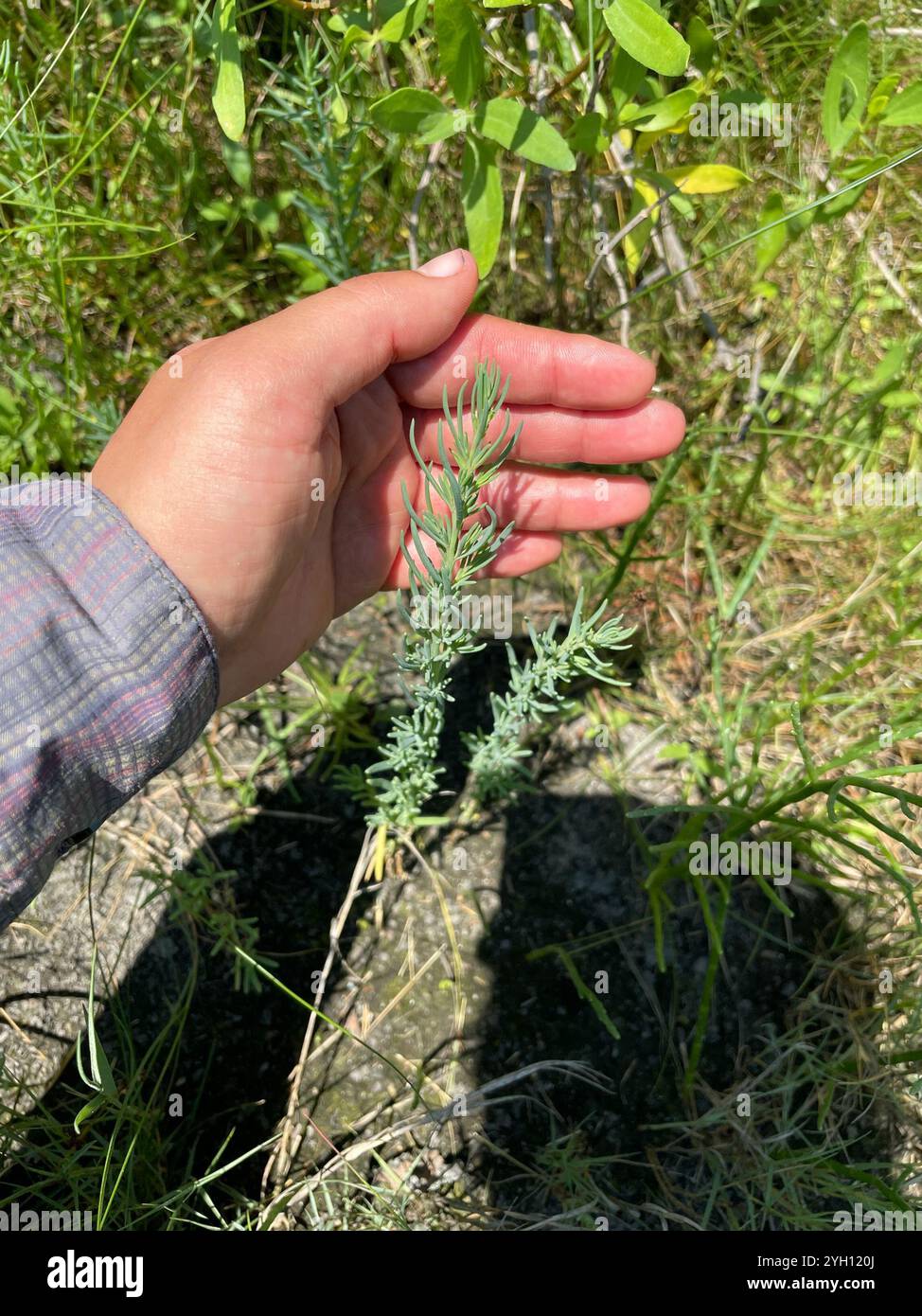 Alghe erbacee (Suaeda maritima) Foto Stock