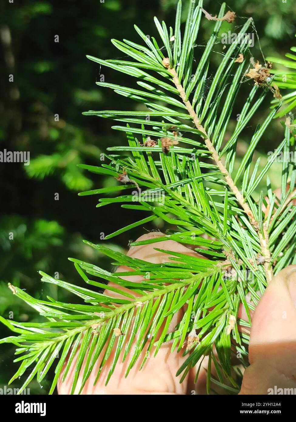 Abete siberiano (Abies sibirica) Foto Stock