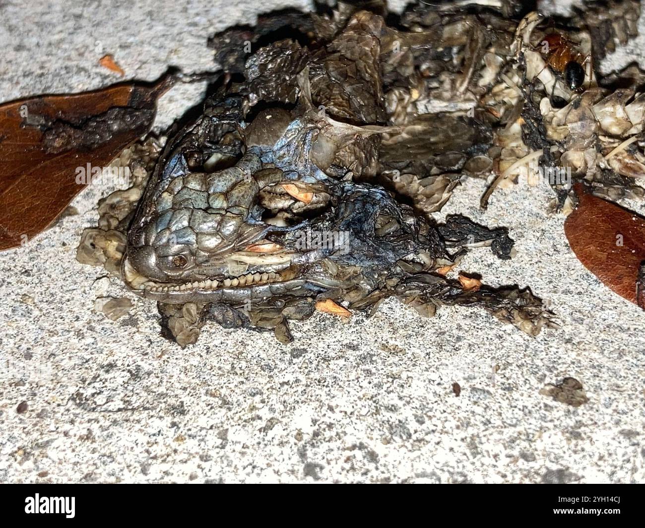 Northern curly-tailed Lizard (Leiocephalus carinatus) Foto Stock