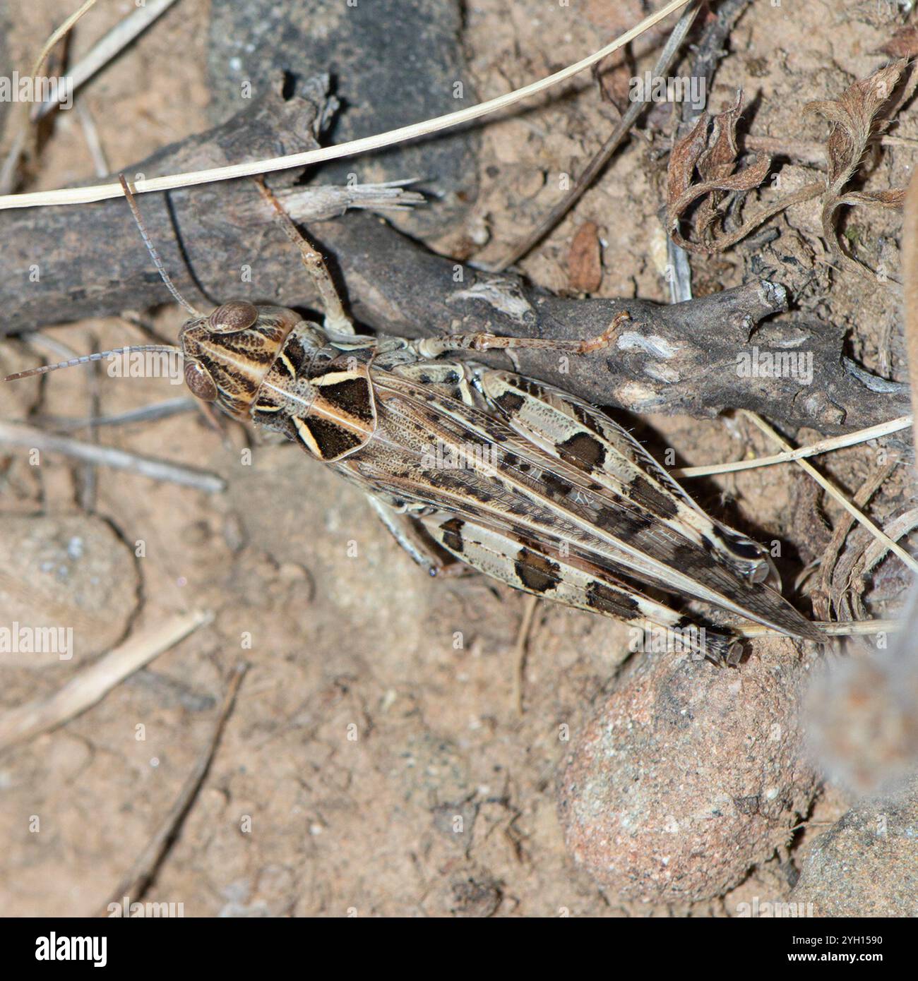 Locusta marocchina (Dociostaurus maroccanus) Foto Stock