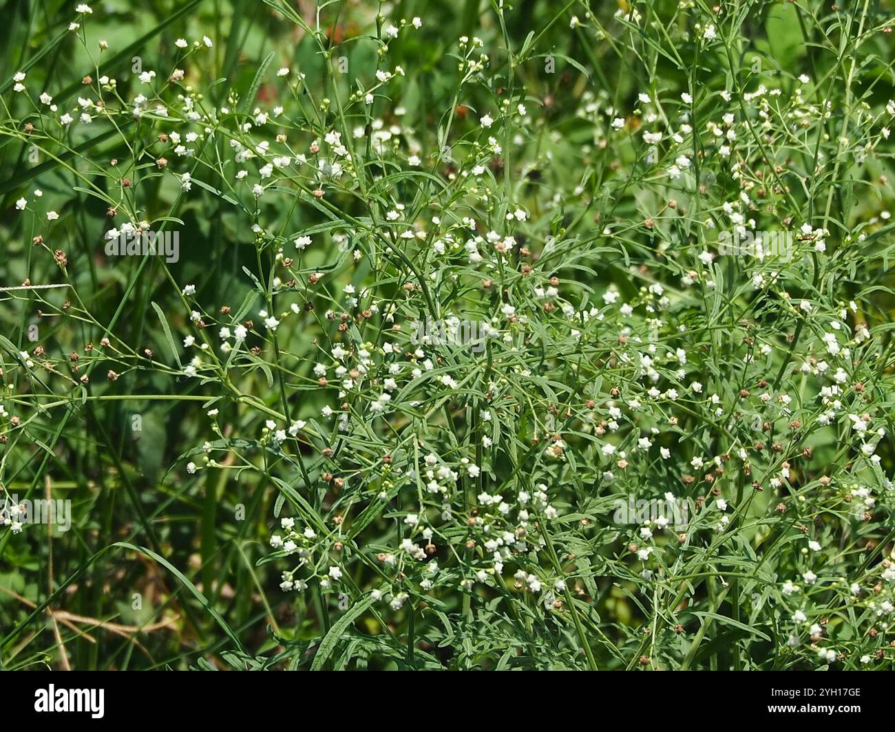 Santa Maria feverfew (Parthenium hysterophorus) Foto Stock