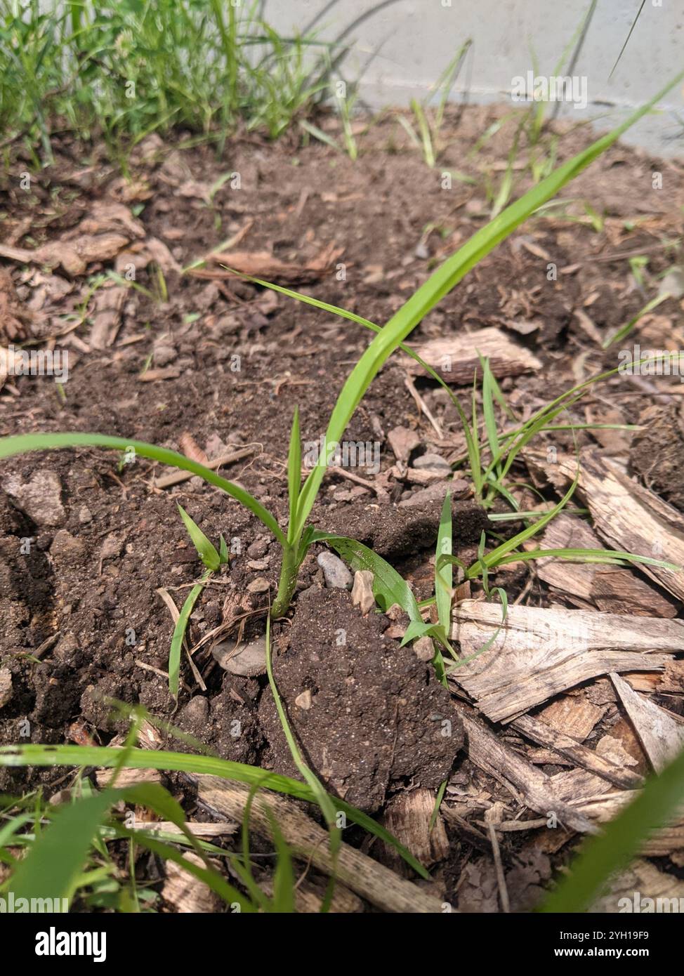 Coda di volpe gigante (Setaria faberi) Foto Stock