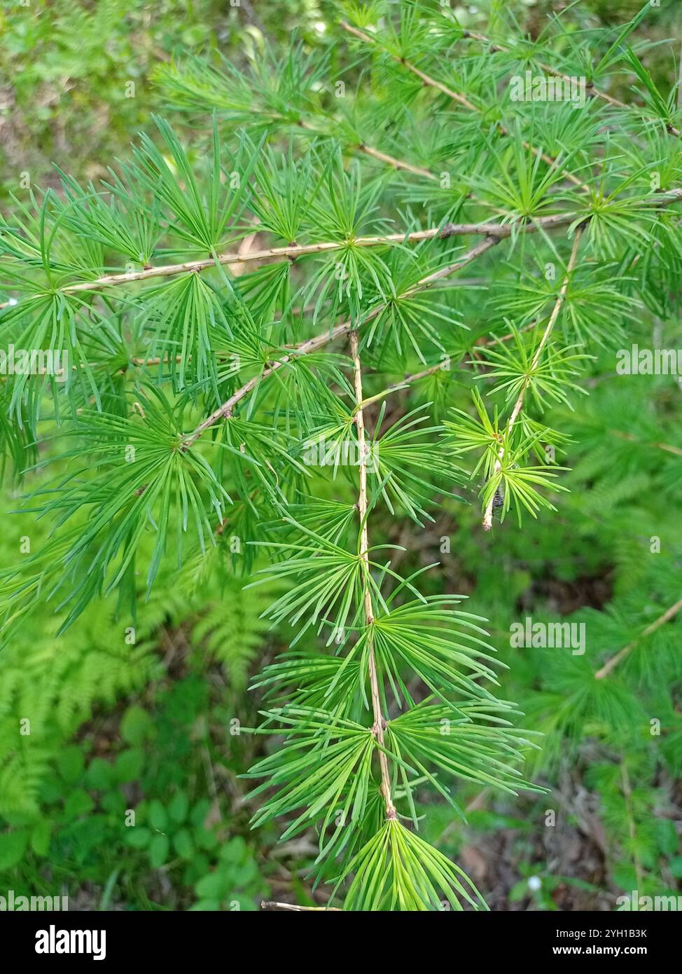 Larice siberiano (Larix sibirica) Foto Stock