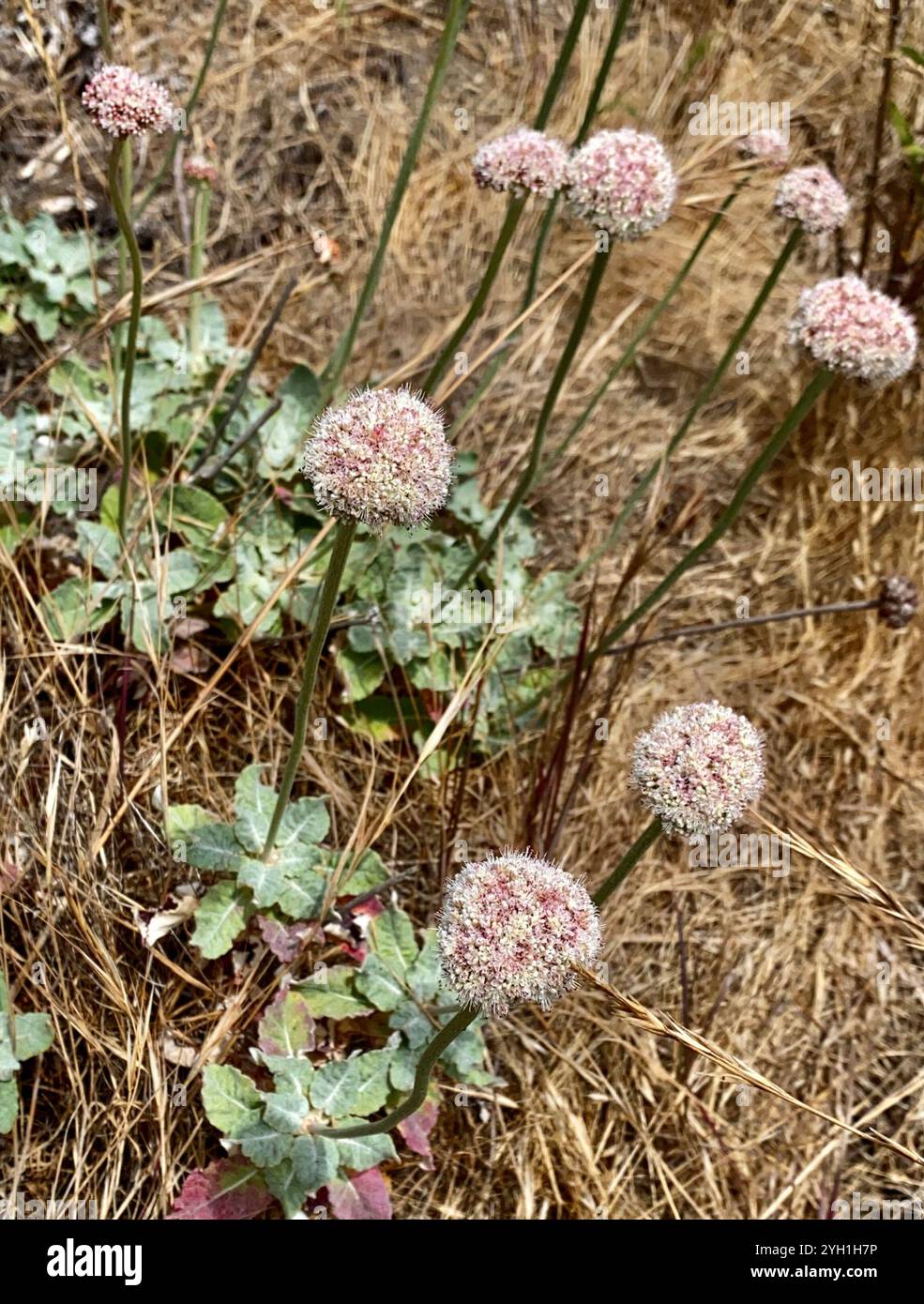 Grano saraceno (Eriogonum latifolium) Foto Stock