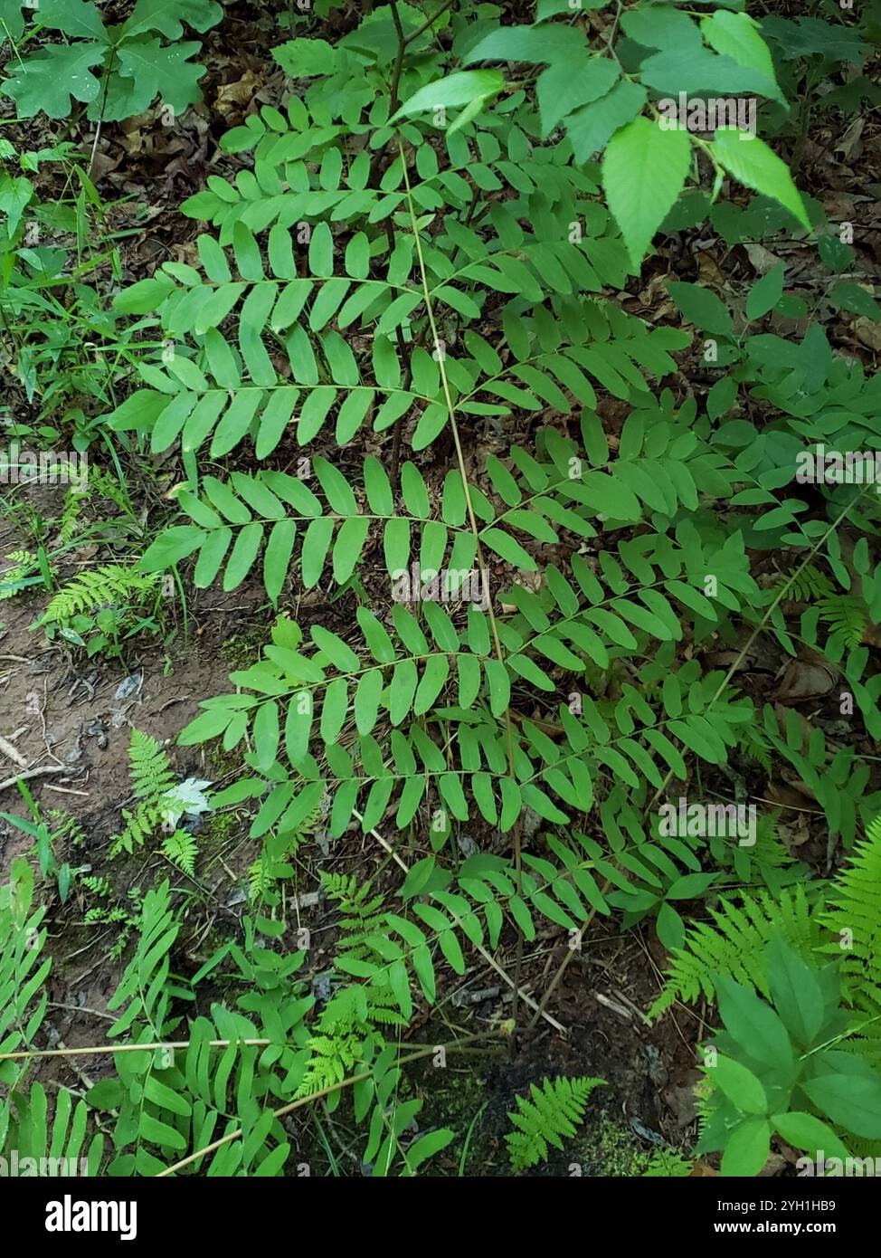 American Royal Fern (Osmunda spectabilis) Foto Stock