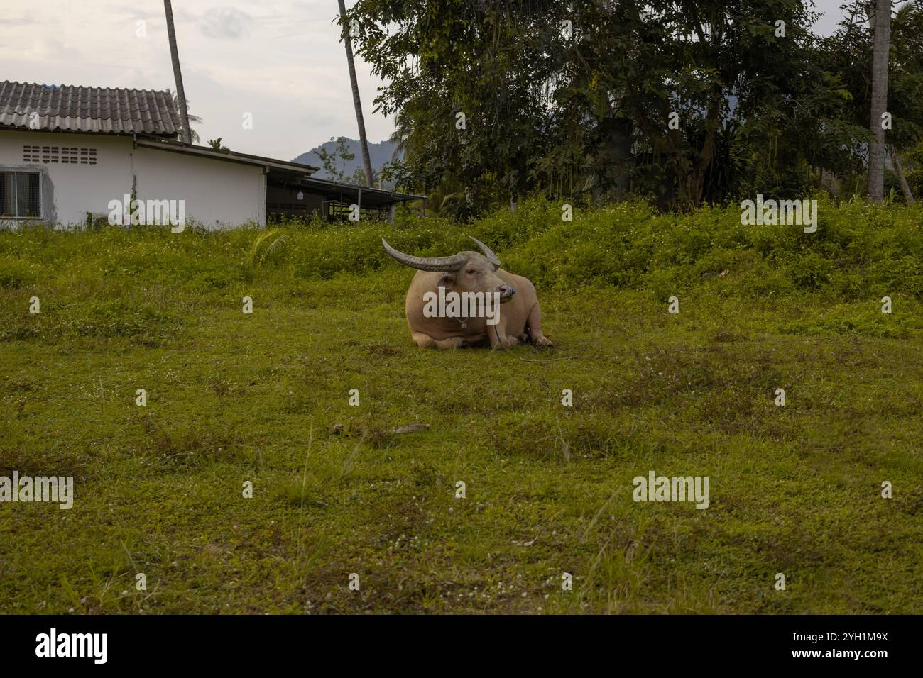 Un raro bufalo albino d'acqua che poggia su una lussureggiante erba verde in un ambiente rurale, con una semplice casa bianca e alti alberi sullo sfondo. Uno sguardo sereno Foto Stock Un raro bufalo albino d'acqua che poggia su una lussureggiante erba verde in un ambiente rurale, con una semplice casa bianca e alti alberi sullo sfondo. Uno sguardo sereno Foto Stock